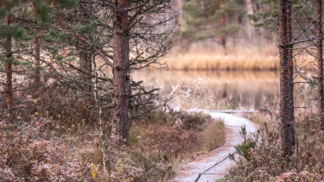 Luontopolku, joka vie järvelle.